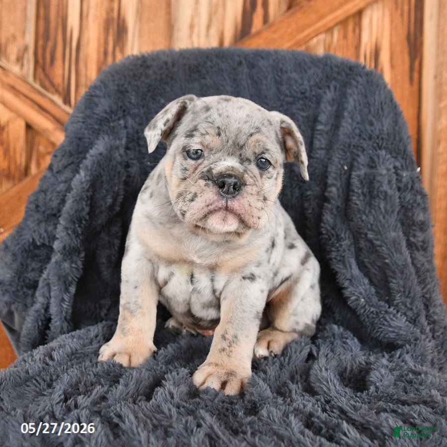 English Bulldog dogs for sale: Duke - Ad 1