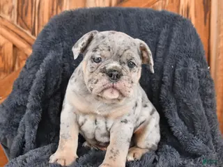 English Bulldog dogs for sale: Duke - Ad 2