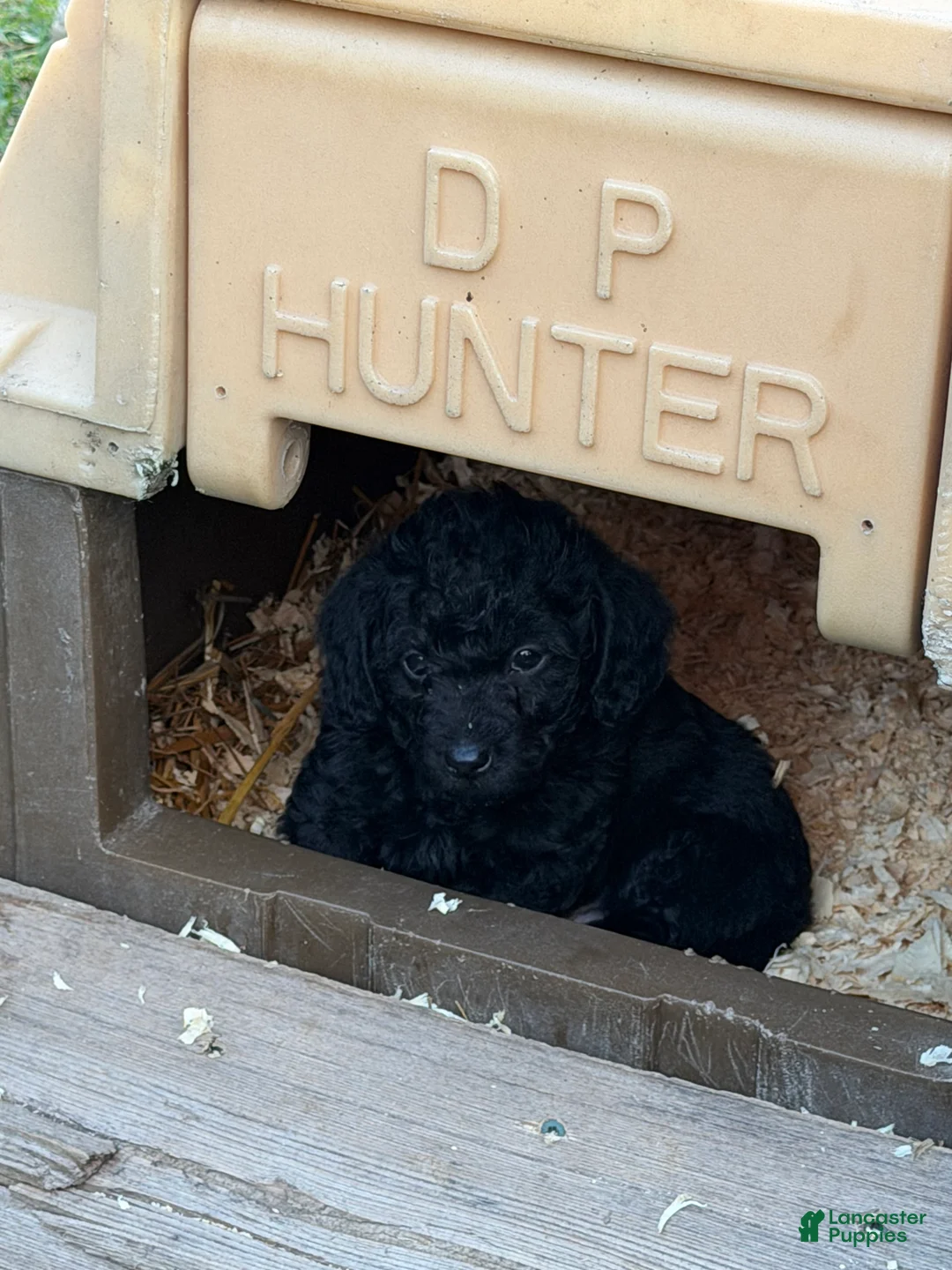 Mixed Breed dogs for sale: Beaux - Ad 2