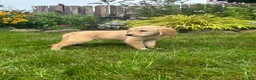 Golden Retriever dogs for sale: Golden Retriever 4 - Ad 3