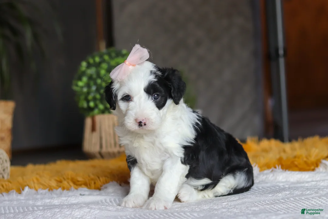 Sheepadoodle dogs for sale: Bunni - Ad 4