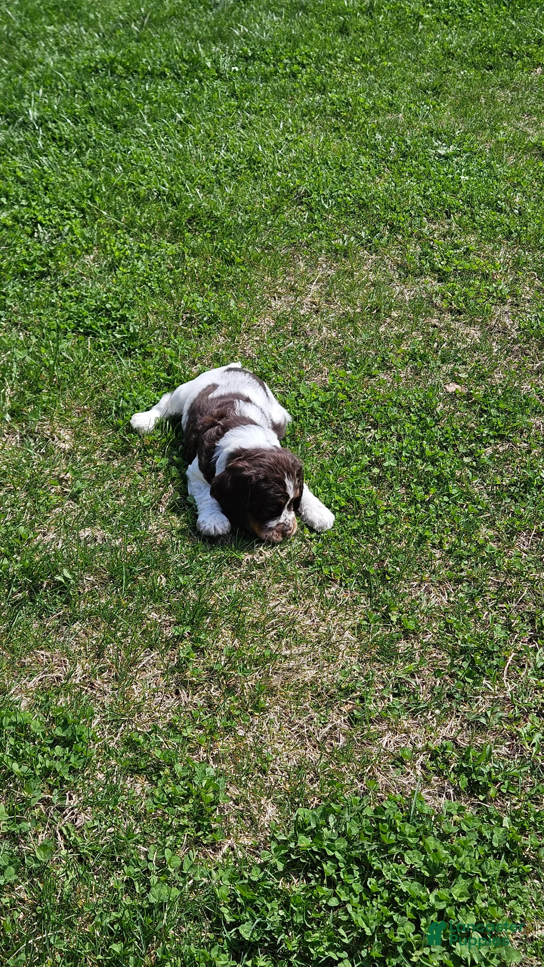 English Springer Spaniel dogs for sale: Banjo - Ad 2