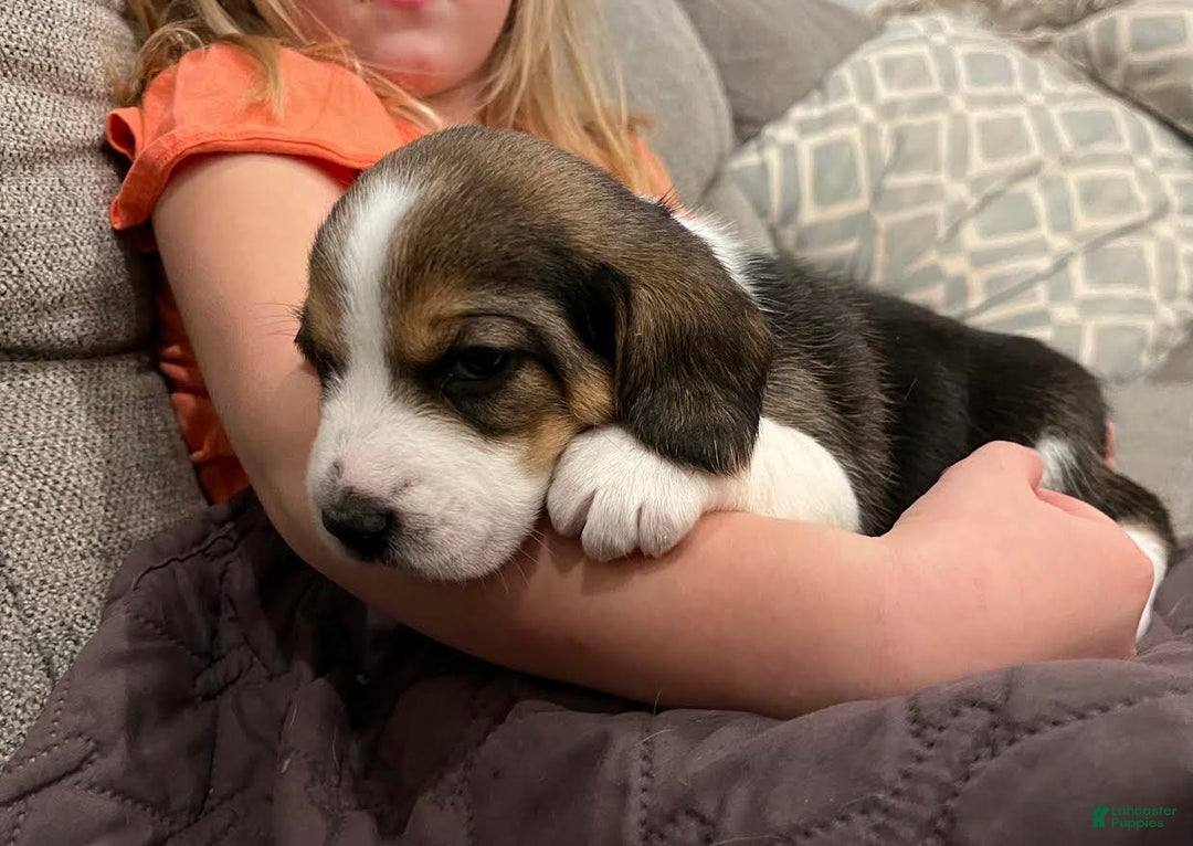 Beagle dogs for sale: Plum - Ad 1