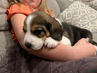 Beagle dogs Plum - Ad 36