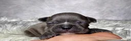 Frenchton dogs for sale: Mr. Kirby - Ad 5