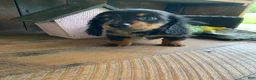 Miniature Dachshund dogs for sale: Luna - Ad 3