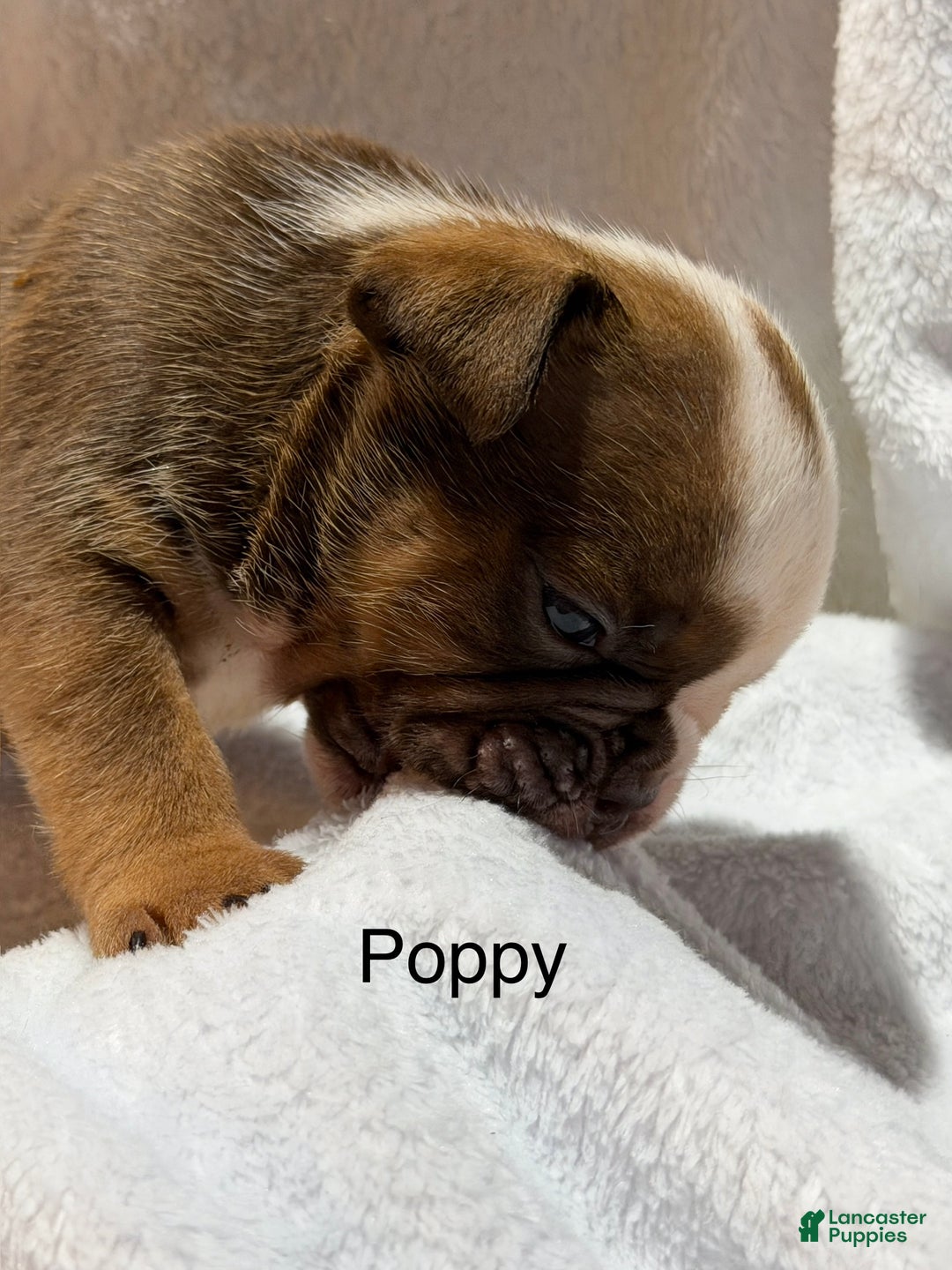 English Bulldog dogs for sale: English Bulldog Puppy 5 - Ad 9