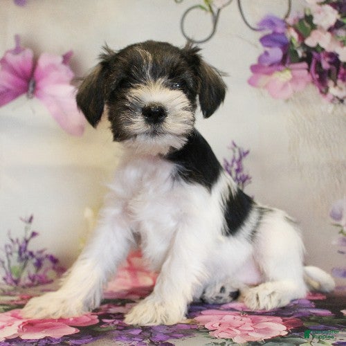 Miniature Schnauzer dogs Sienna - Ad 2