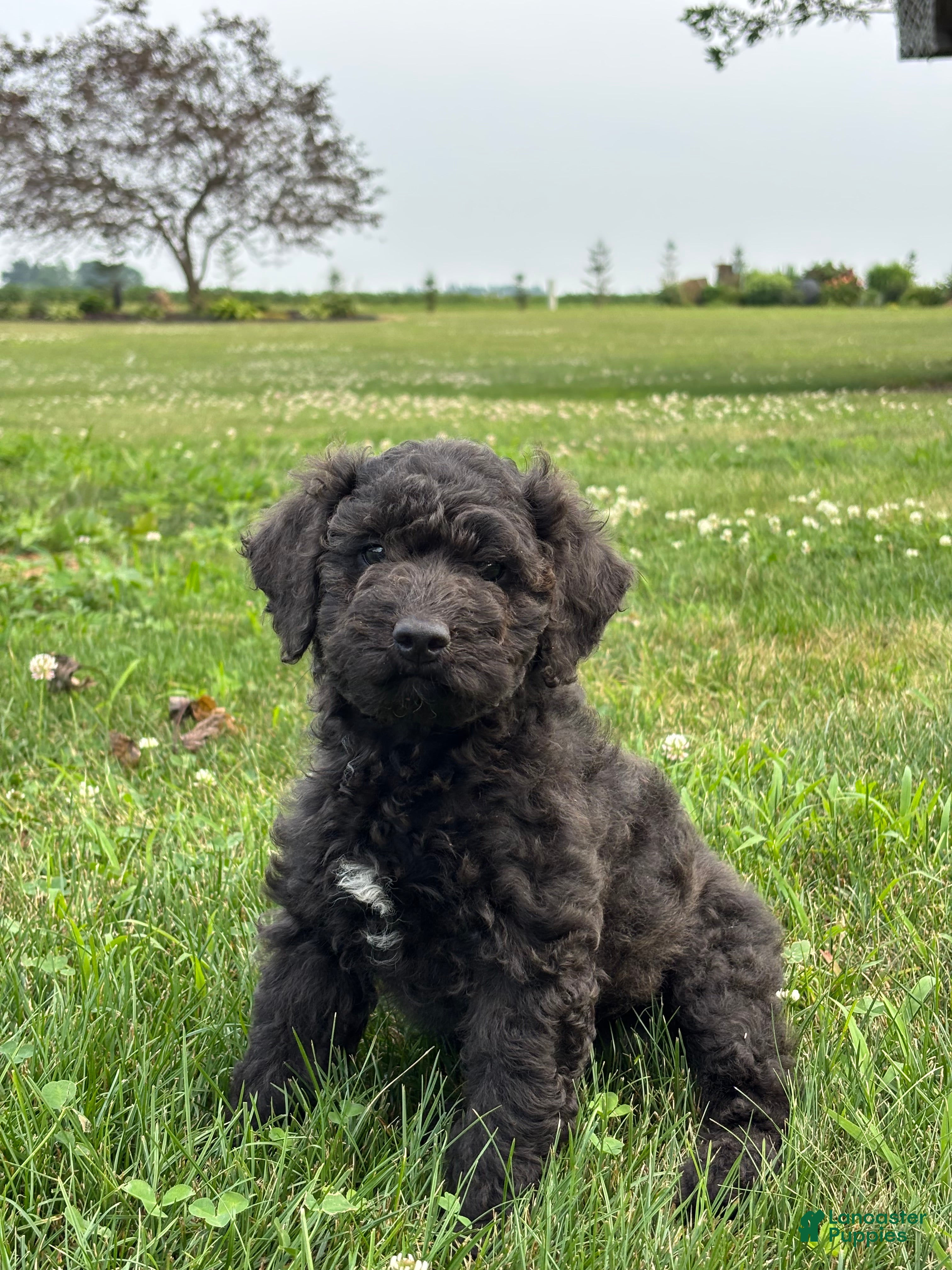 Miniature Poodle dogs Edna - Ad 2