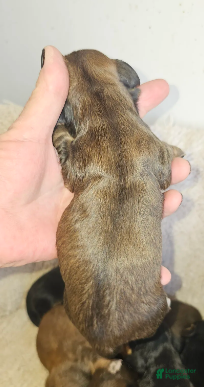 Miniature Dachshund dogs Betty Long haired - Ad 13