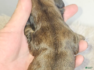 Miniature Dachshund dogs Betty Long haired - Ad 23