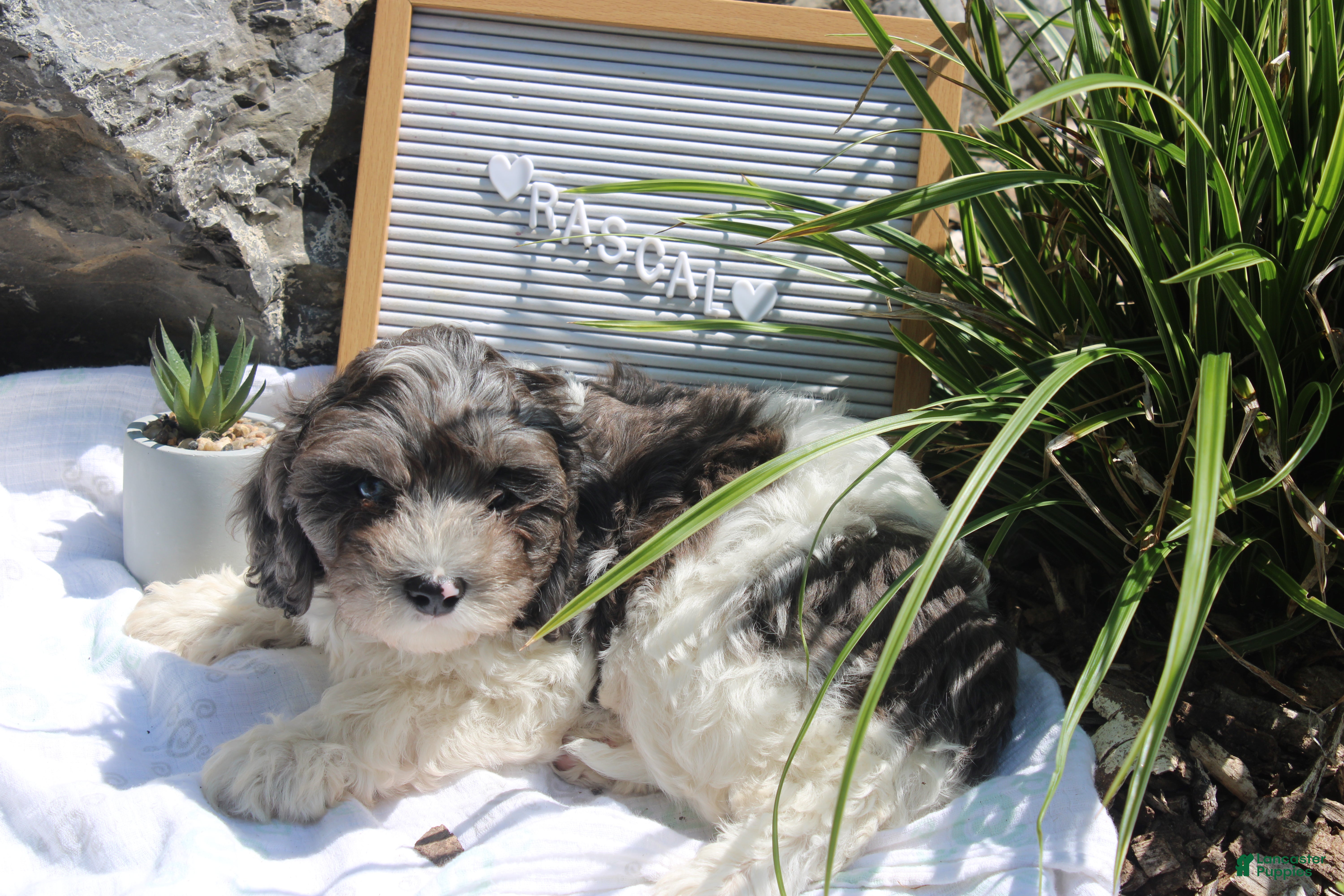 Cavapoo dogs Rascal - Ad 1