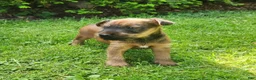 Irish Terrier dogs for sale: Leaf - Ad 3