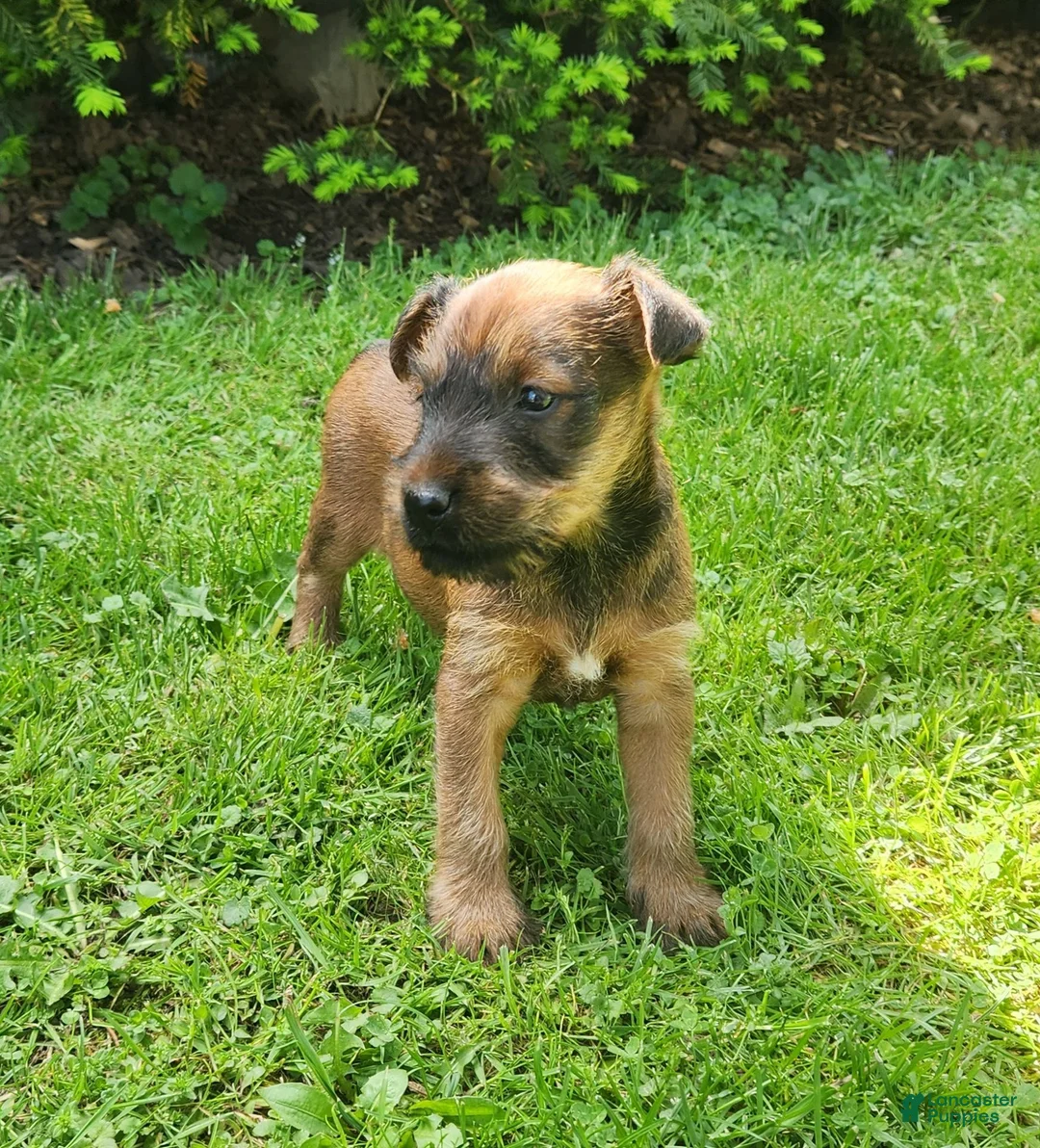 Irish Terrier dogs for sale: Leaf - Ad 3
