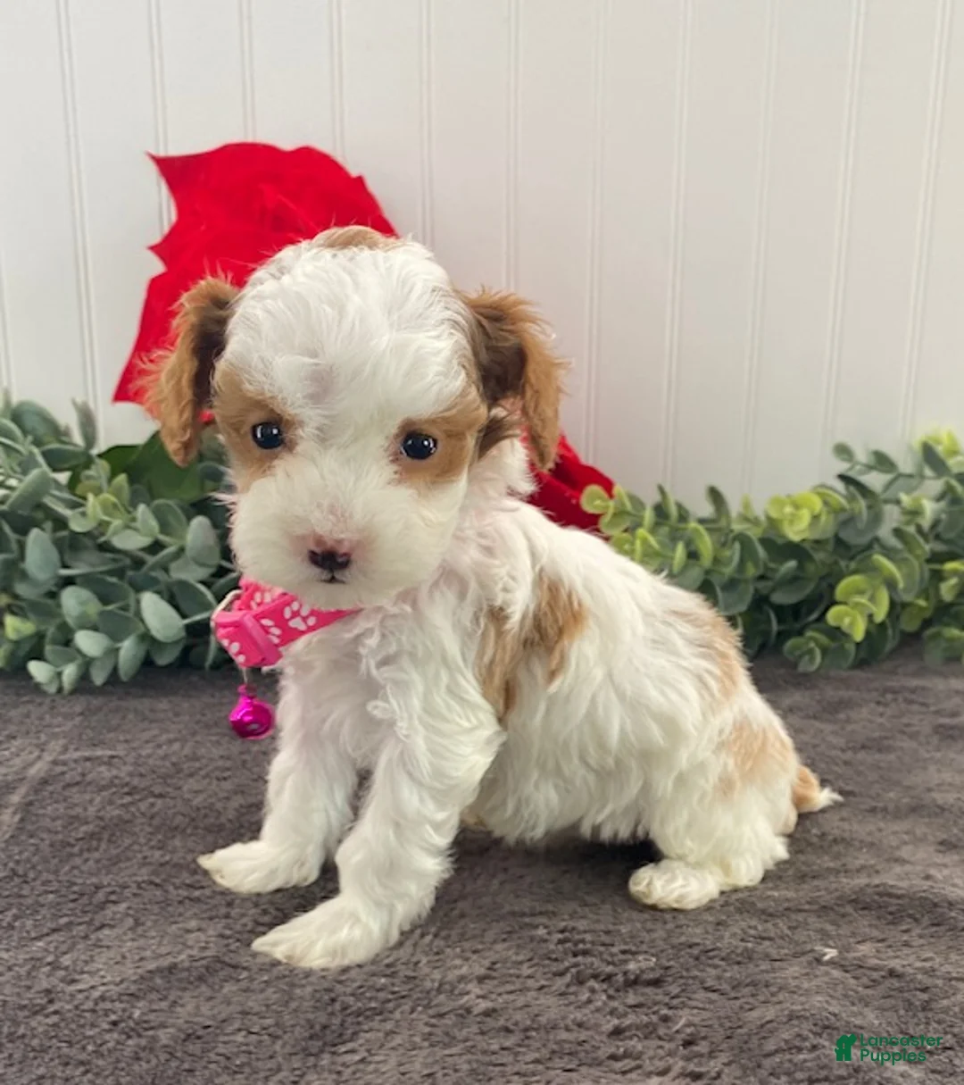 Toy Poodle dogs for sale: Kandy-tiny - Ad 1
