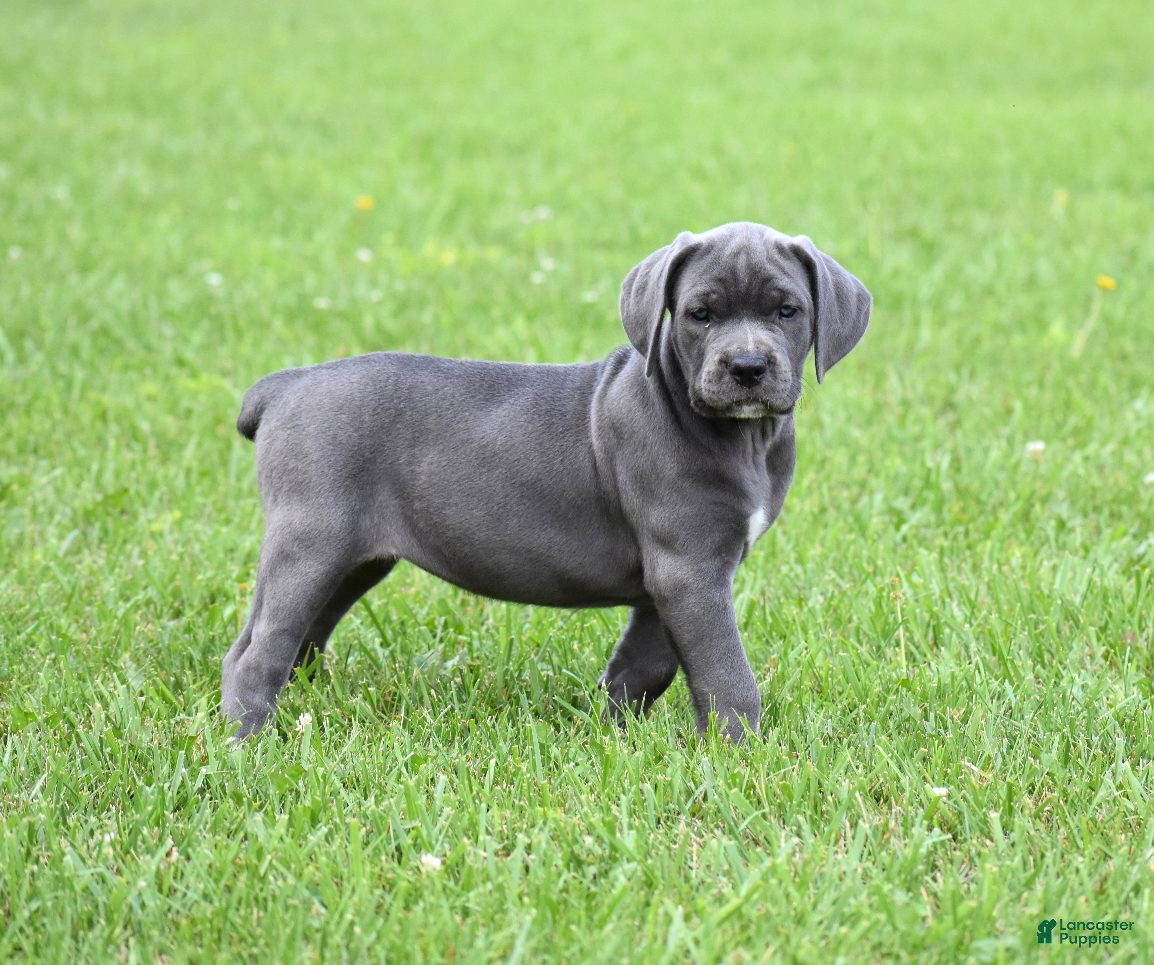 Cane Corso dogs Brooke - Ad 2
