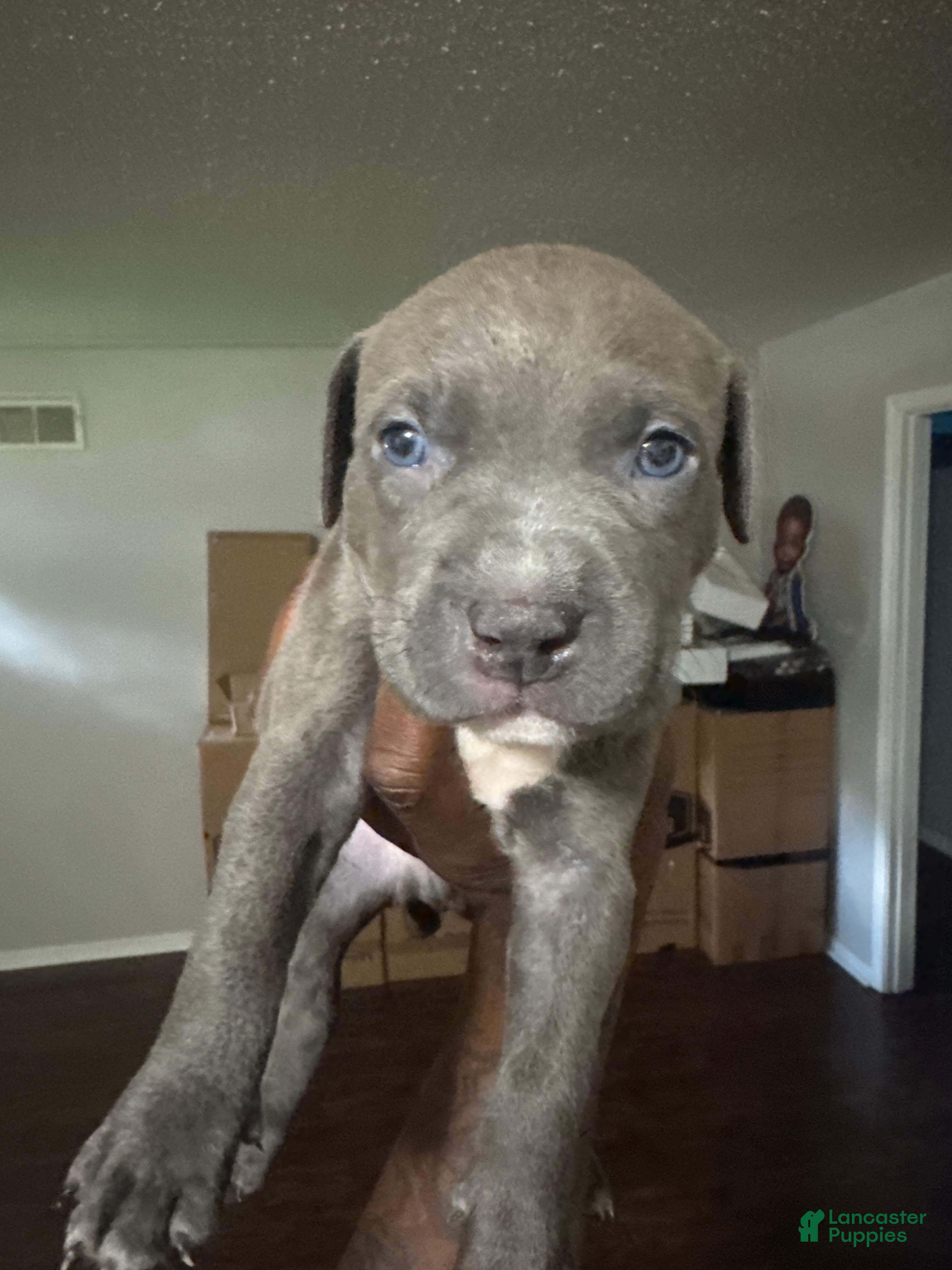 Mixed Breed dogs Cinco” - Ad 35