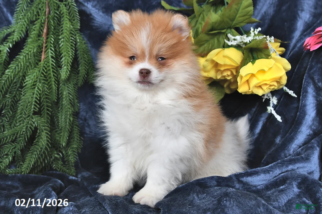 Pomeranian dogs for sale: Charlie - Ad 4