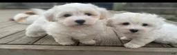 Coton De Tulear dogs for sale: Coton De Tulear 7 baxter - Ad 1