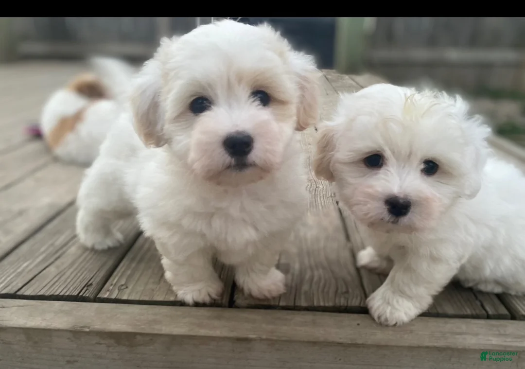 Coton De Tulear dogs for sale: Coton De Tulear 7 baxter - Ad 1