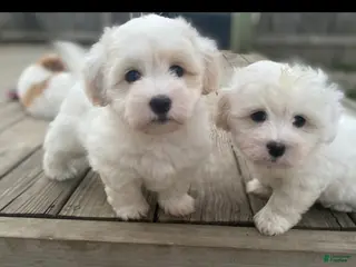 Coton De Tulear dogs for sale: Coton De Tulear 7 baxter - Ad 1