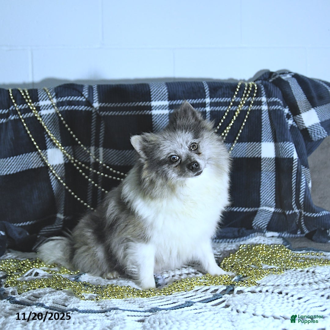 Pomeranian dogs for sale: Ryker GENETIC CLEARED - Ad 11