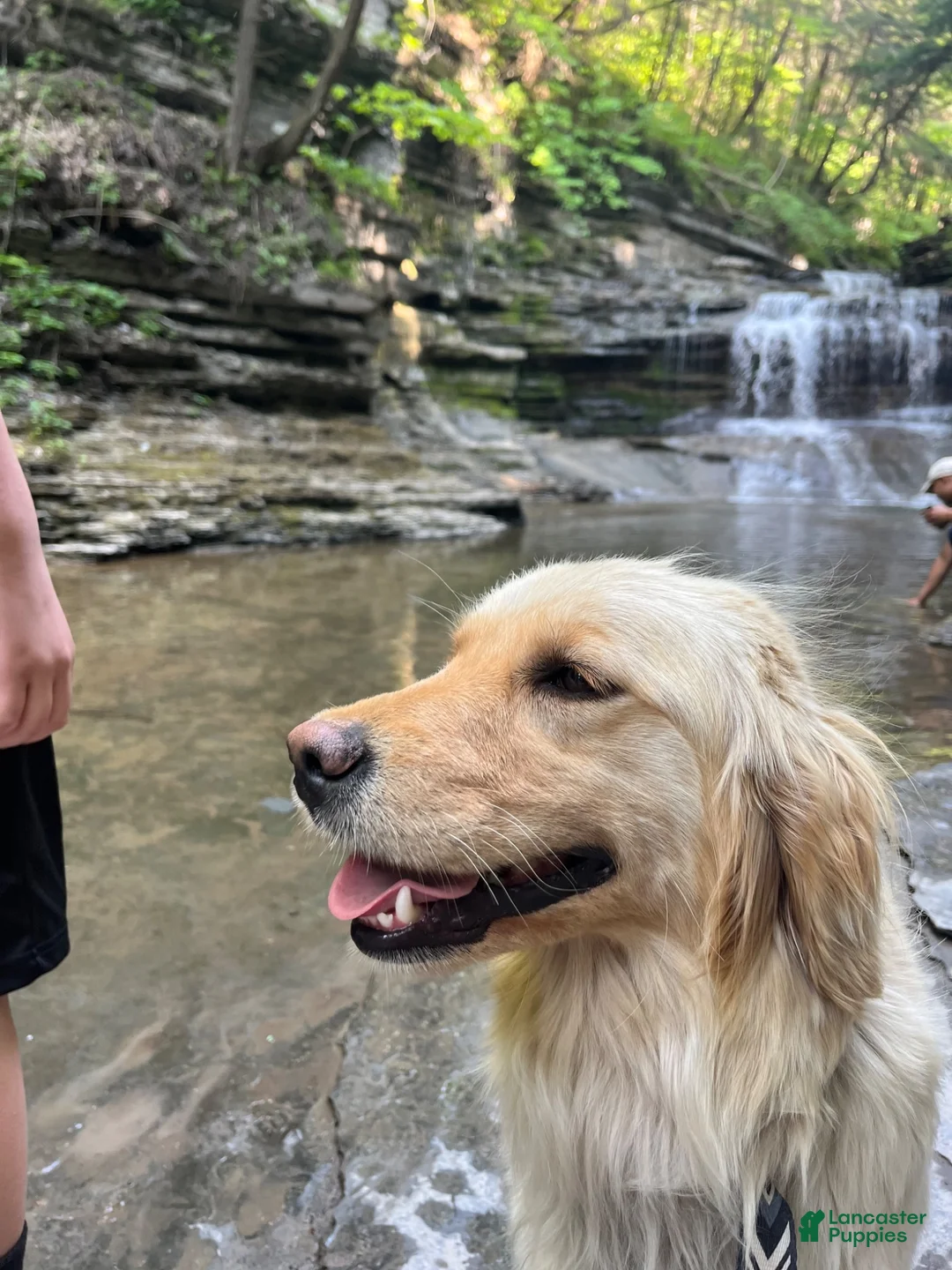 Goldendoodle dogs for sale: Onyx - Ad 2