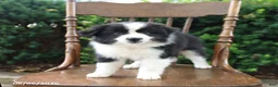 Mixed Breed dogs for sale: Dora - Ad 3