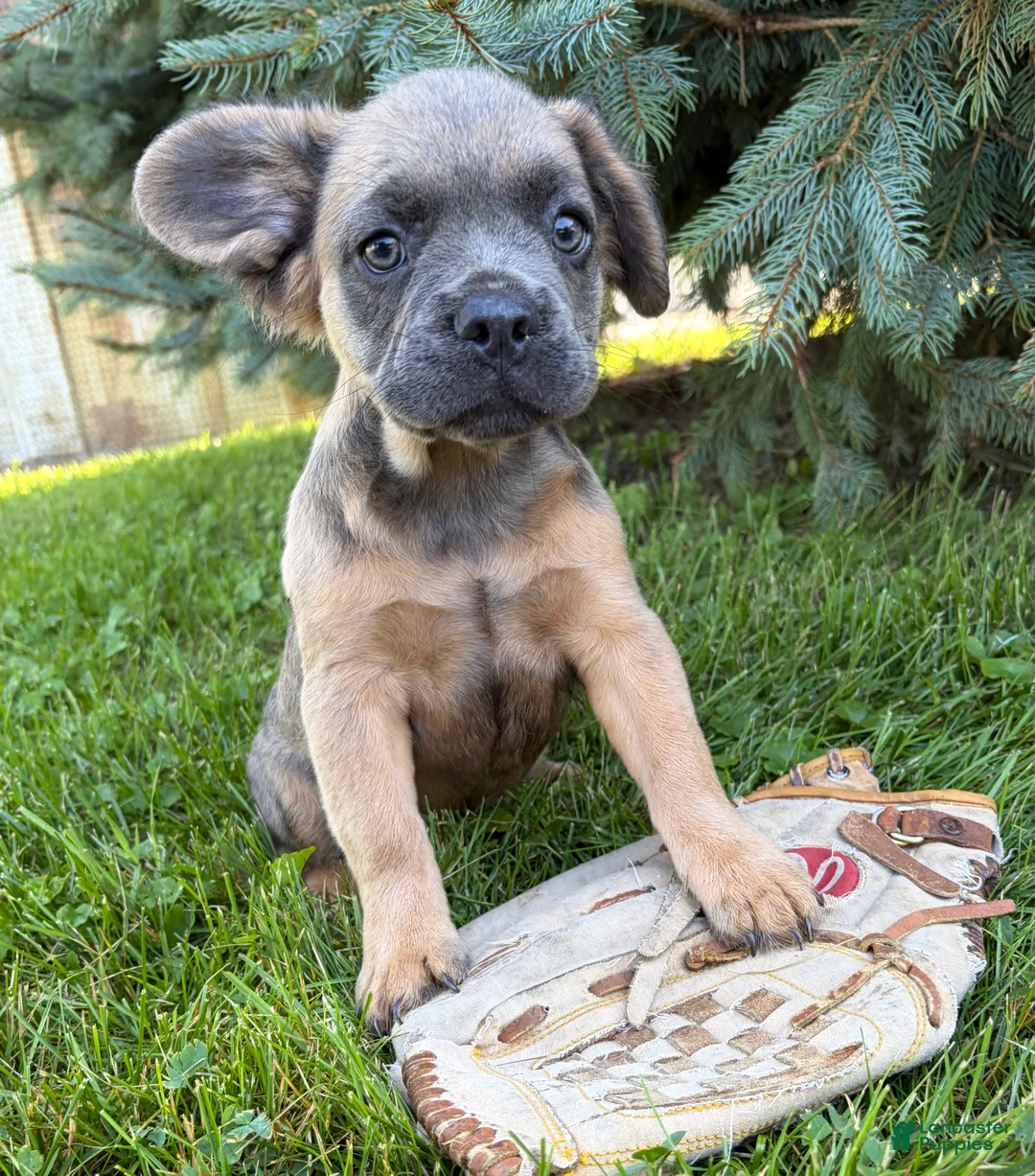 French Bulldog dogs for sale: Dakota Fluffy - Ad 2