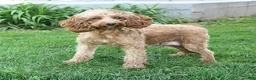 Cockapoo dogs for sale: Morgan - Ad 6
