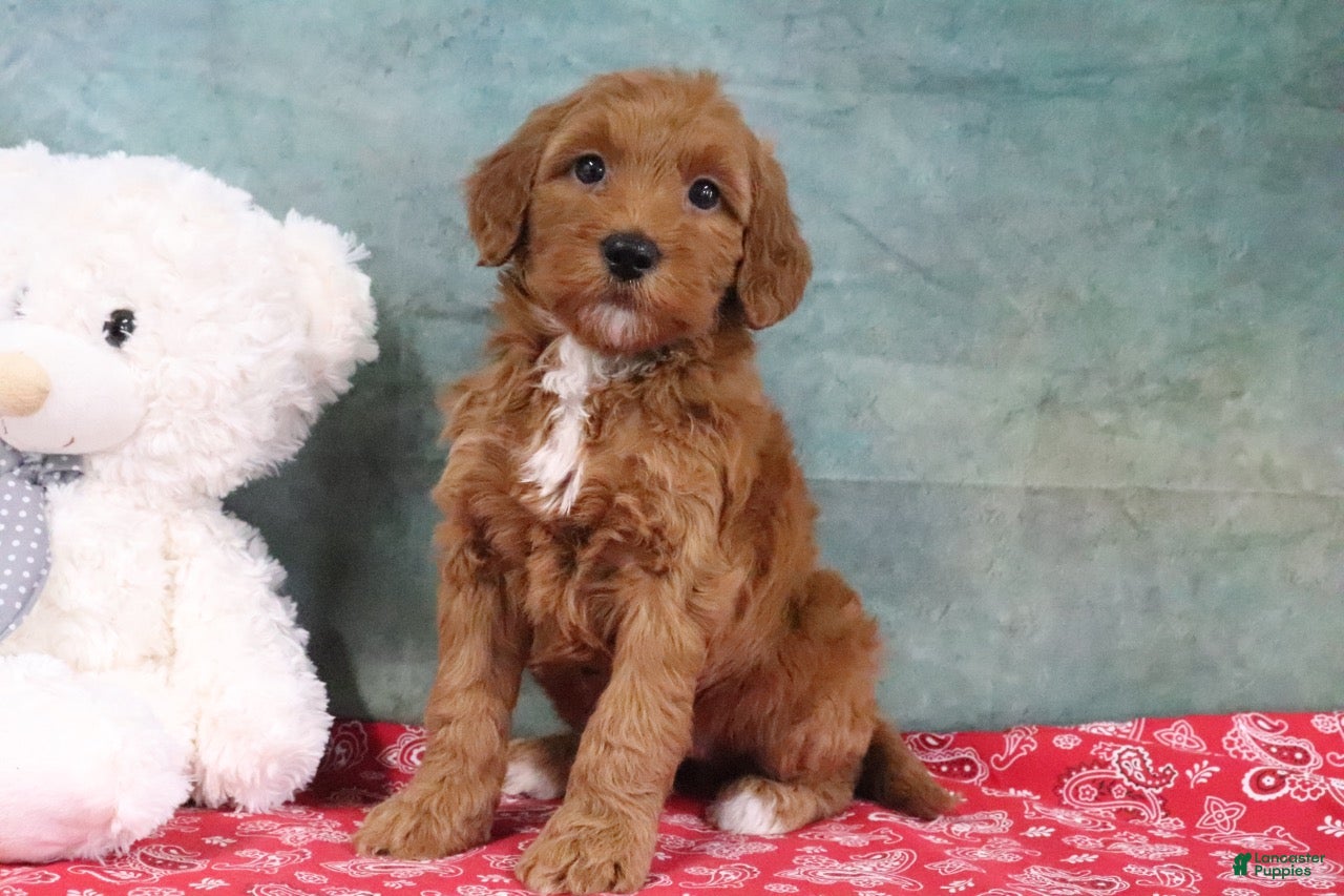 Mini Goldendoodle dogs Derbie - Ad 1
