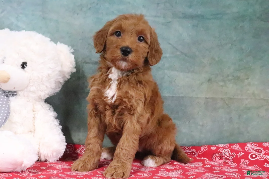 Mini Goldendoodle dogs for sale: Derbie - Ad 1