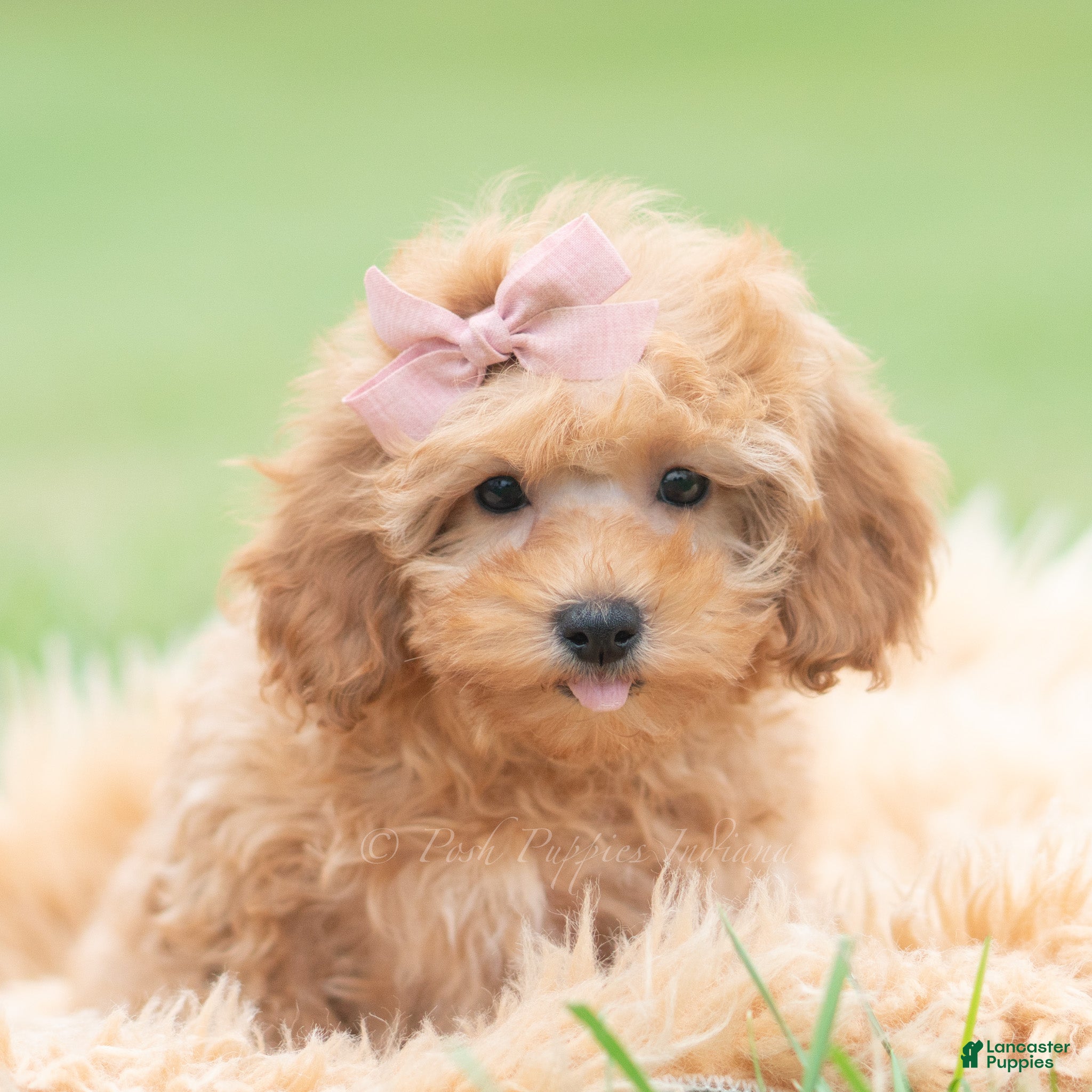 Sunshine (Maltipoo, Female) in Warsaw, IN