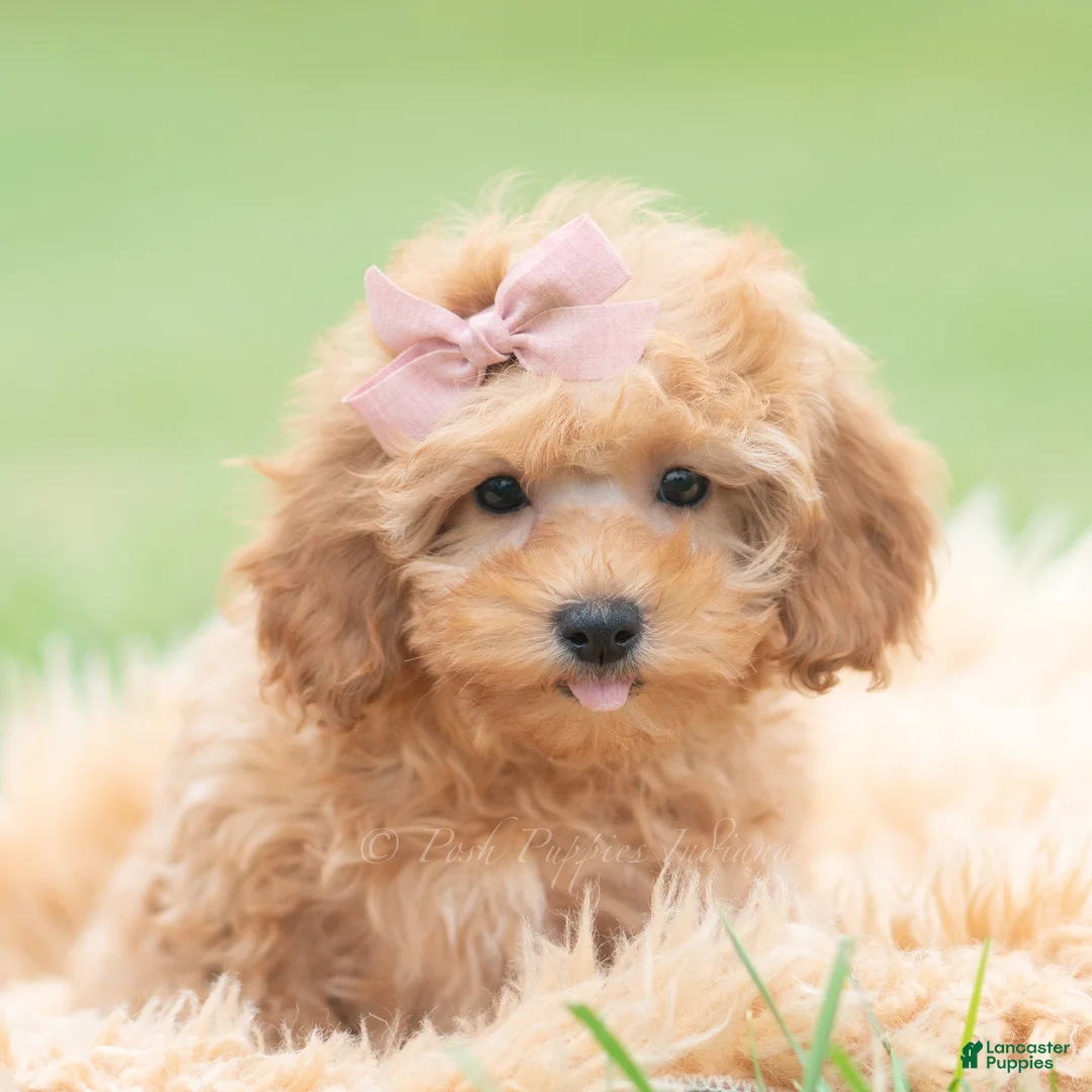 Maltipoo dogs for sale: Sunshine - Ad 1