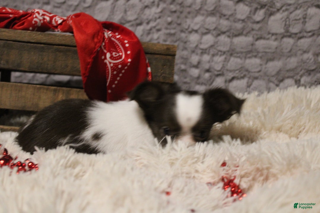 Chihuahua dogs for sale: Chocolate Chip - Ad 8