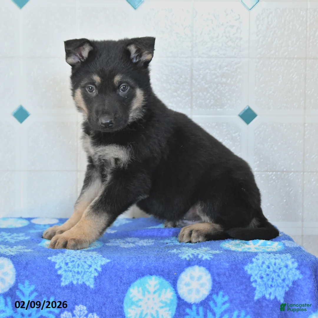 German Shepherd dogs for sale: Uriah - Ad 1