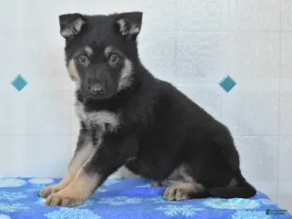 German Shepherd dogs Uriah - Ad 41