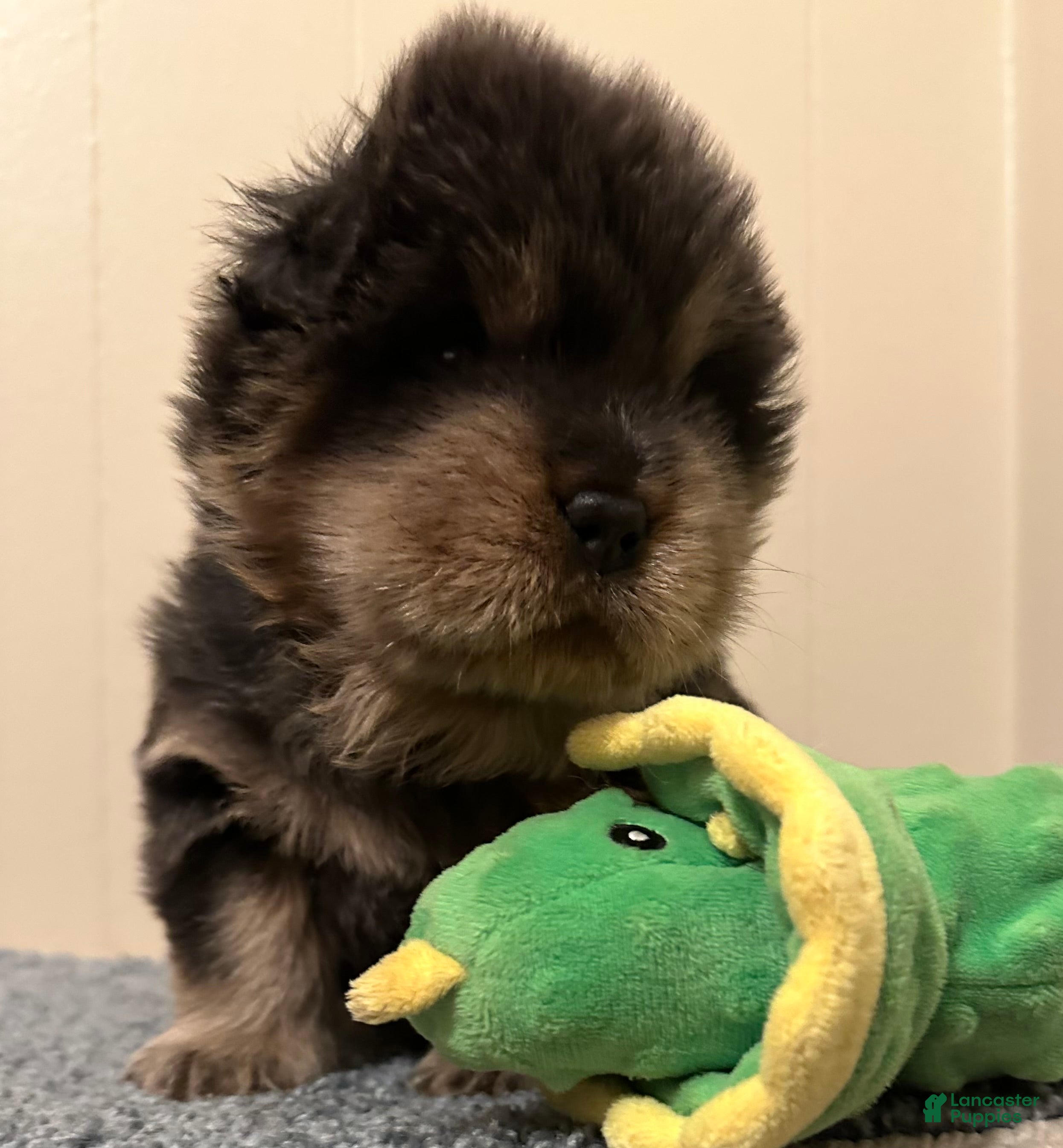 Chow Chow dogs Bella  - Ad 4