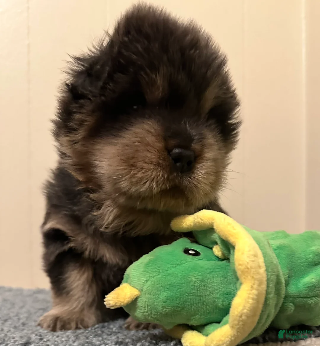 Chow Chow dogs for sale: Bella  - Ad 1