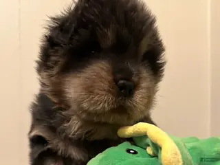 Chow Chow dogs Bella - Ad 4