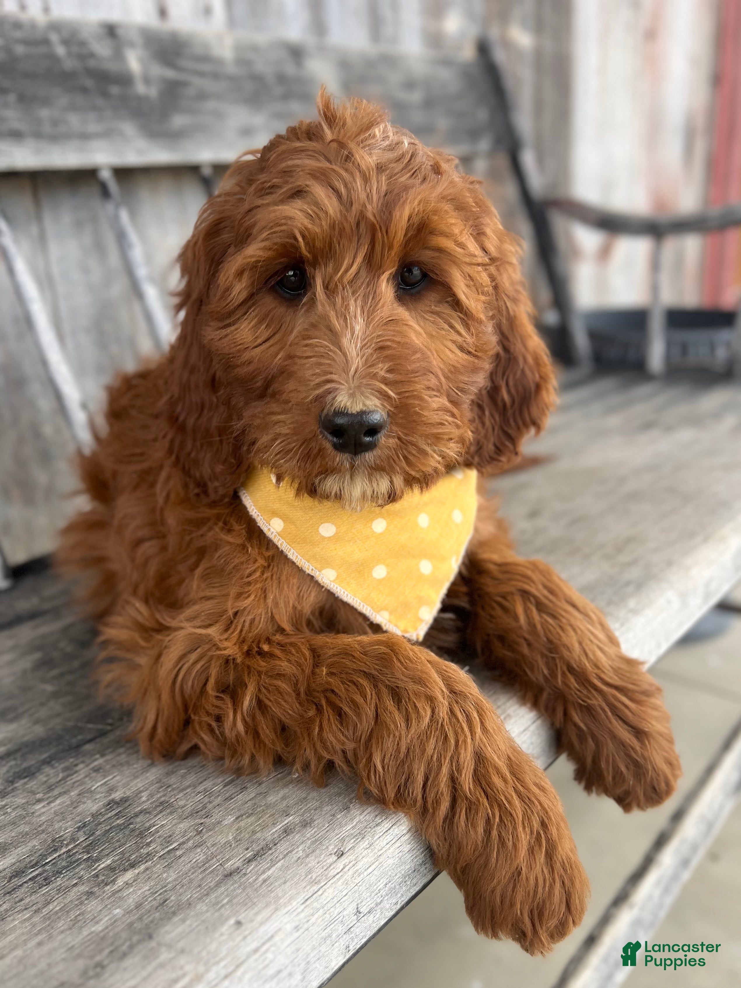 Irish Doodle dogs Rose - Ad 1