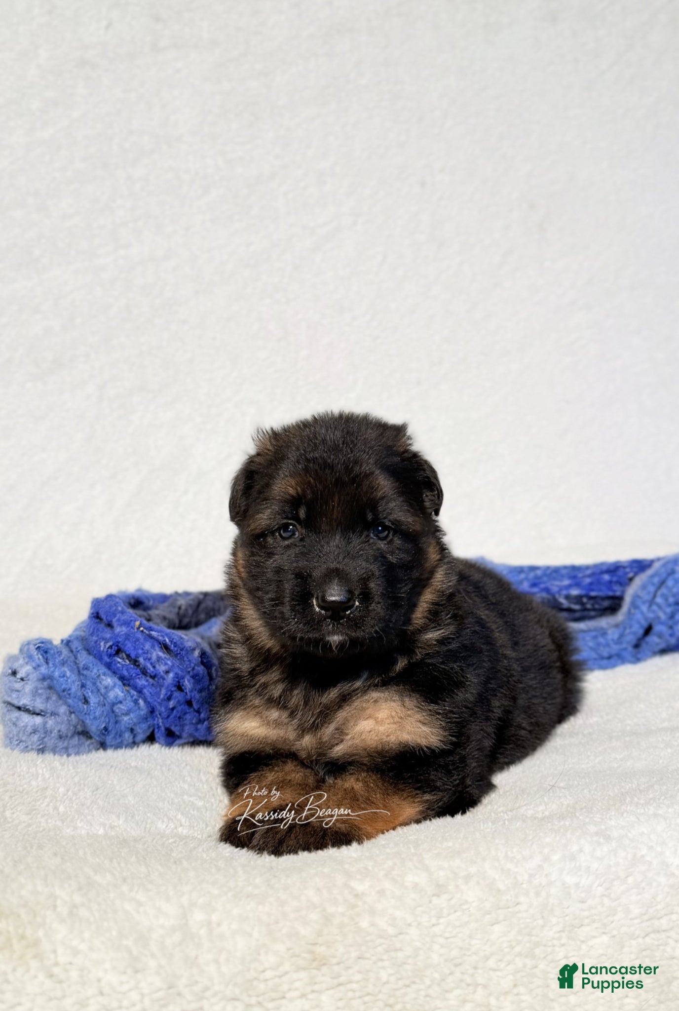 German Shepherd dogs German Shepherd Puppy 1 - Ad 28