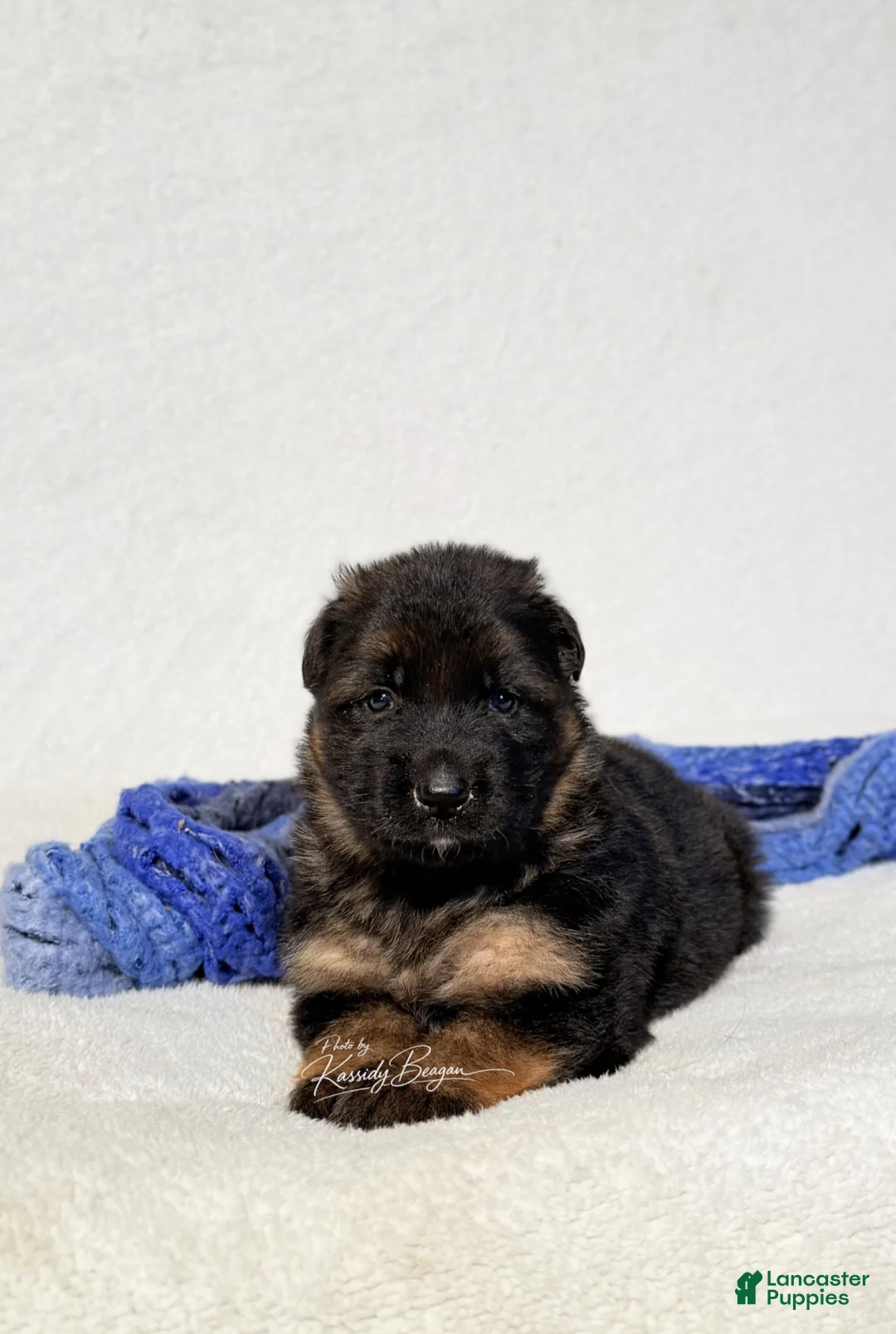 German Shepherd dogs for sale: German Shepherd Puppy 1 - Ad 1
