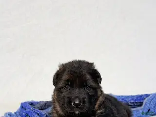 German Shepherd dogs German Shepherd Puppy 1 - Ad 28