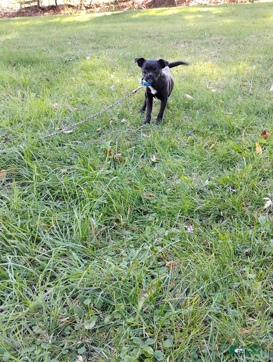 Mixed Breed dogs for sale: Tiny - Ad 9