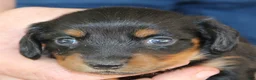 Miniature Dachshund dogs for sale: Moira - Ad 2