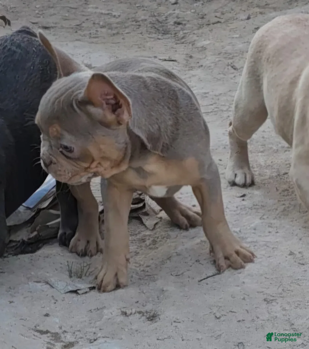 French Bulldog dogs for sale: French Bulldog Puppy 1 - Ad 12