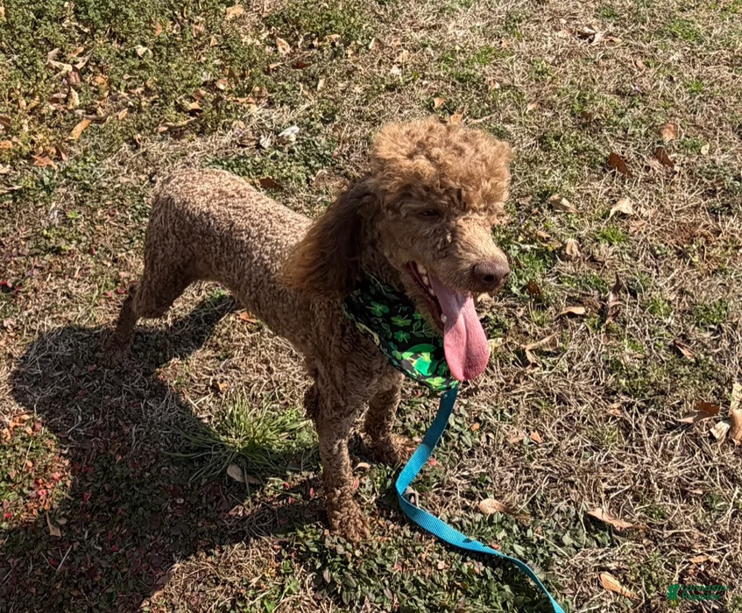 Miniature Poodle dogs for sale: Ross - Ad 2