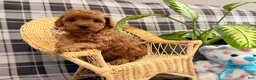 Toy Poodle dogs for sale: Jewel - Ad 5