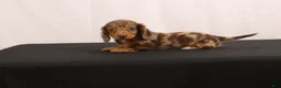 Dachshund dogs for sale: Pinto - Ad 2